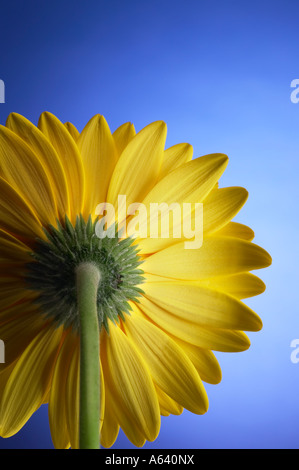 Detail der Rückseite gelb Gerber Daisy Blütenblätter hinter Atelier-Stillleben Stockfoto