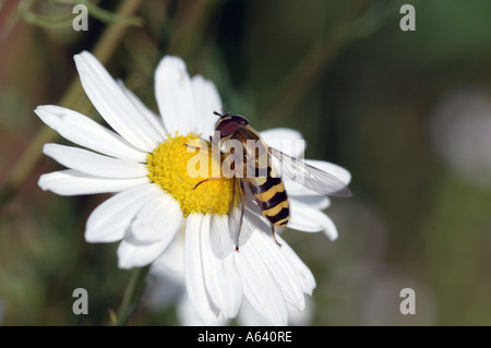 Makroaufnahme einer Blume fliegen Surphidae Mimikry ähnelt eine Wespe auf einer Kamille Blume, Kamtschatka, Sibirien, Pazifik, Russland Stockfoto