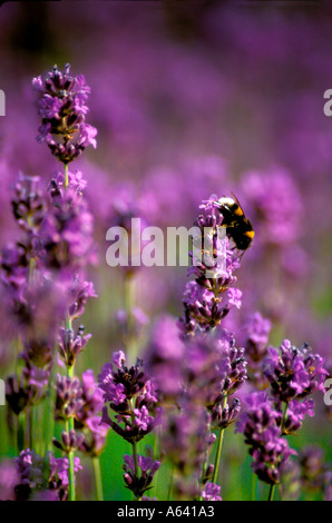 Lavendula Angustifolia Munstead Familienname Labiatae und Hummel Biene Stockfoto