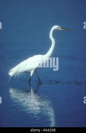 SILBERREIHER Ardea alba Stockfoto