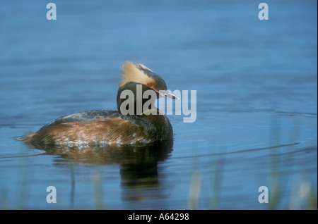 SLAWONISCHE HAUBENTAUCHER Podiceps auritus Stockfoto