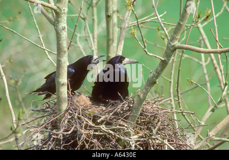 Saatkrähen an ihrem nest Stockfoto