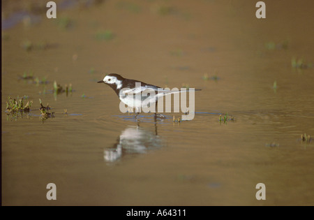 Trauerschnäpper Bachstelze waten im Wasser während der Fütterung Stockfoto