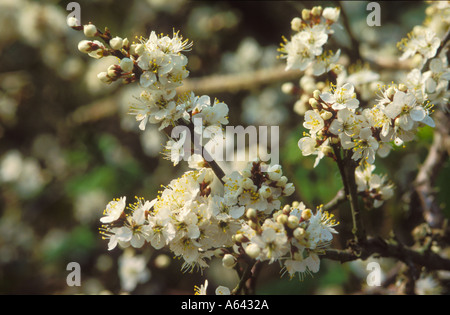 Blackthorn Blüte in einer Hecke Stockfoto