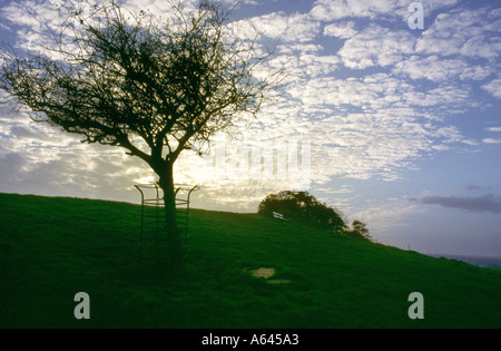 Der Glastonbury Thorn auf dem Wearyall Hill Glastonbury, Somerset, England Stockfoto