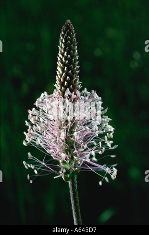 Hoary Plantain "Plantago Media" Blume in Coombsdale, Derbyshire "Great Britain" Stockfoto