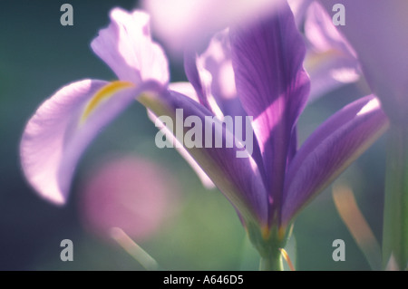 Iris Hintergrundbeleuchtung im Sommer Stockfoto