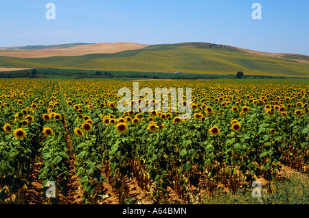 Feld von Sonnenblumen in der Nähe von Dorf Baena Region Andalusien Provinz Cordoba Spanien Stockfoto