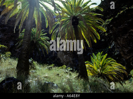 Palmen in der Schlucht in der Nähe von Dorf la Dama Insel von la Gomera-Kanarische Inseln-Spanien Stockfoto