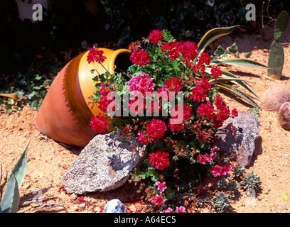 Blumentopf Teil glasiert in spanischen Ferien Villa Garten blühend Geranium Pelargonien in Blüte auf Felsen und Geröll in Costa Blanca Spanien Europa Stockfoto