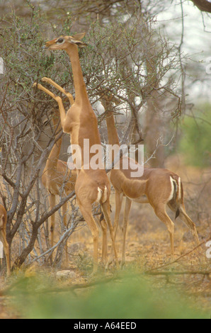 Gerenuk stehend auf Hinterbeinen aus Akazie Busch füttern Stockfoto