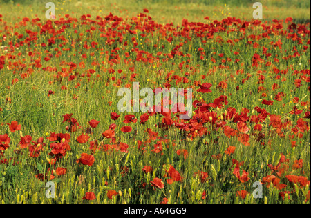 Wiese mit Mohn Blumen auf der Insel Samothraki, Griechenland Stockfoto