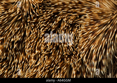 Igel (Erinaceus Europaeus) Stacheln. Straße Verkehr Opfer, Surrey, England Stockfoto