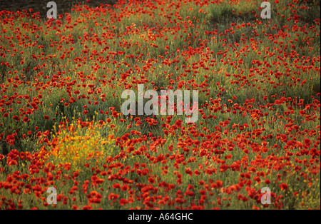 Wiese mit Mohn Blumen auf der Insel Samothraki, Griechenland Stockfoto