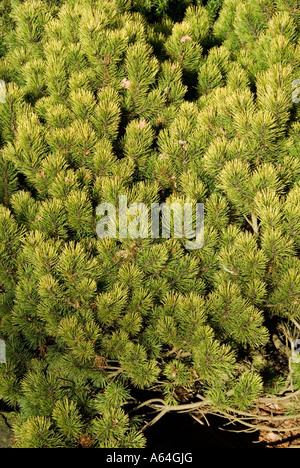 Zwerg-Bergkiefer (Pinus Mugo Ophir) Laub Stockfoto