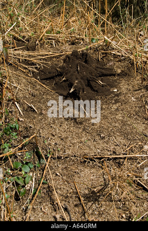 Holz-Ameisen (Formica Rufa) New nisten in Wäldern, Frühling Stockfoto