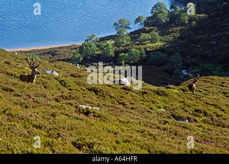 Rote Hirsche gebadet in der Sonne über dem Loch Muick, Balmoral Estate, Royal Deeside, Schottland. Stockfoto