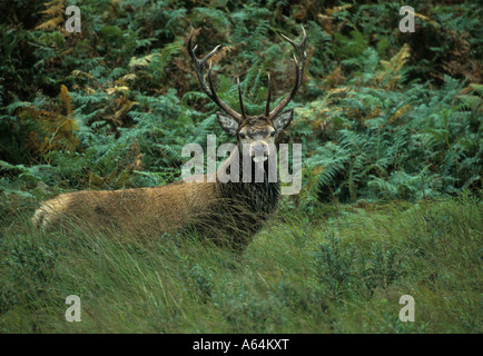 Ein Rotwild (Cervus Elaphus) Rothirsch im Winter Mantel tragen in die Kamera im Glen Etive Rannoch Moor Schottland United Kingdom, UK starrte Stockfoto