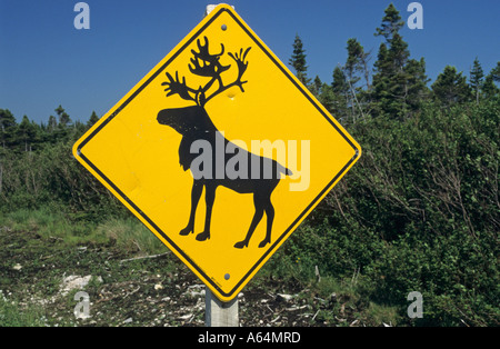 Warnzeichen für Karibus in Newfoundland, Neufundland, Dose Stockfoto