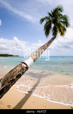 WEST INDIES Karibik Barbados St. Peter Parish Turtle Bay Beach Kokospalme wächst über dem Wasser. Stockfoto