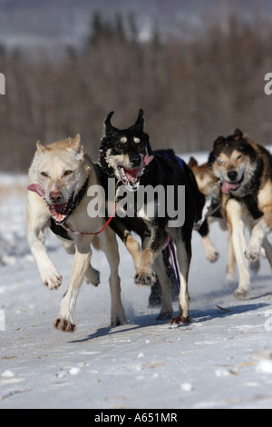 Ein Team von Hunden läuft in 2007 Open North American Sled Dog Race, Fairbanks, Alaska. Stockfoto