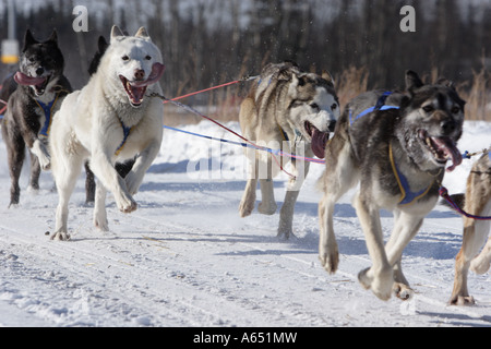 Ein Team von Hunden läuft in 2007 Open North American Sled Dog Race, Fairbanks, Alaska. Stockfoto