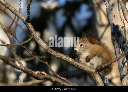 Eine nordamerikanische rote Eichhörnchen (Tamiasciurus Hudsonicus) in einer Balsam-Pappel (Populus Balsamifera), Fairbanks, Alaska. Stockfoto