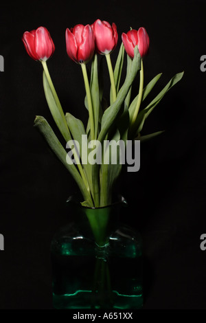 Eine Vase mit roten Tulpen (Tulipa SP.) vor einem schwarzen Hintergrund. Stockfoto