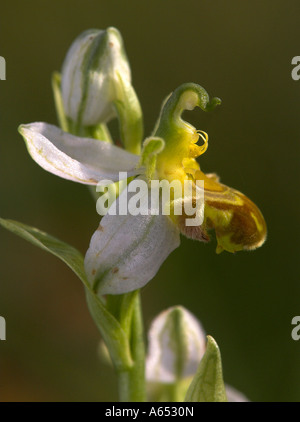 Biene Orchidee Ophrys Apifera Var flavescens Stockfoto