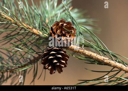 Douglasie Pseudotsuga menziesii Stockfoto