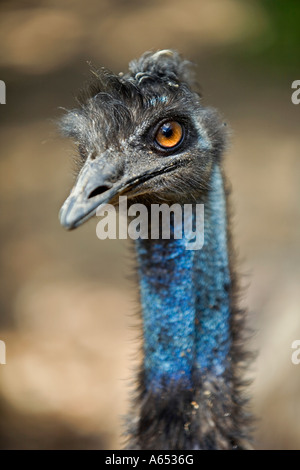 Ein emu (Dromaius Novaehollandiae) teilt das australische Wappen mit dem Känguru Stockfoto