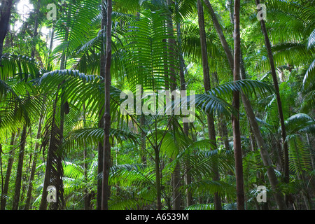 Tropische Palmen erreichen den Himmel in Richtung des Regenwaldes in der Nähe von Central Station auf Fraser Island Stockfoto