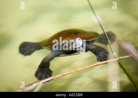 Eine Süßwasser Schildkröte kommt am Lake Allom Fraser Island innen atmen Stockfoto