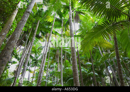 Tropische Palmen im Regenwald Bereich Wanggoolba Creek auf der Welt Weltnaturerbe Fraser Island Stockfoto