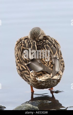 Mallard Ente Anas Platyrhynchos weiblichen stehen in flachen Wasser Rückansicht mit Kopf versteckt in Federn beim Ausruhen Stockfoto