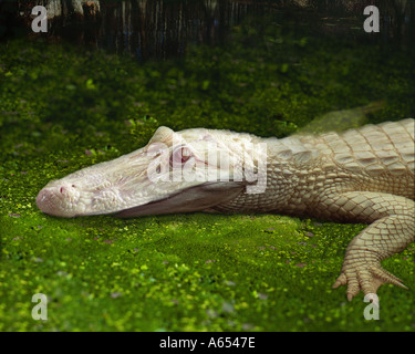 Albino Alligator fotografiert in Gefangenschaft Stockfoto