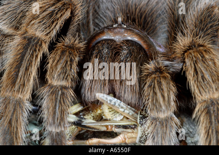 Chile Rose Tarantula Lebensraum Rosea. In Gefangenschaft. UK Stockfoto