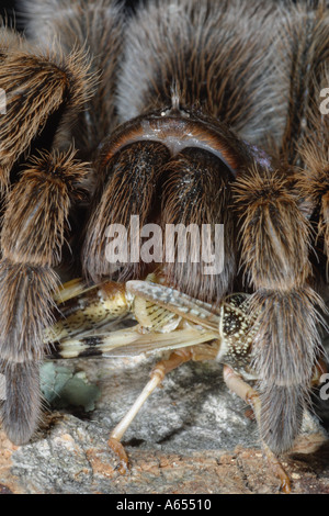 Chile Rose Tarantula Lebensraum Rosea. In Gefangenschaft. UK Stockfoto