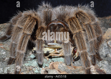 Chile Rose Tarantula Lebensraum rosea Stockfoto