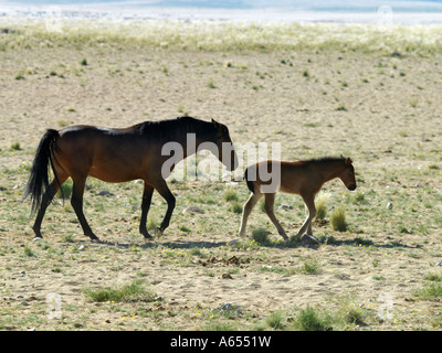 Eine wilde Wüste Wohnung Pferd im Garub Pan liegt am Rande der größeren Koichab Pan Südwesten Namibias Stockfoto