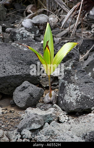 Eine junge Kokosnuss-Palme wächst allein unter vulkanischen Felsen auf der Insel Sao Tome Stockfoto
