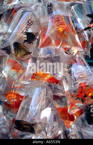 Fische sind eingesackt und bereit zum mitnehmen auf dem Goldfisch Markt auf der Tung Choi Street Mong Kok Bezirk Kowloon CHINA Stockfoto