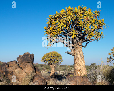 Quivertrees in einem Wald nahe der südlichen Kalahari Stockfoto