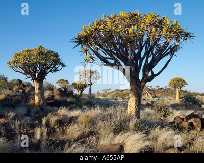 Quivertrees in einem Wald nahe der südlichen Kalahari Stockfoto