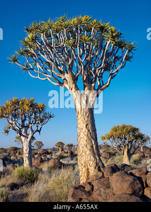 Quivertrees in einem Wald nahe der südlichen Kalahari Stockfoto