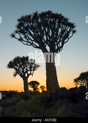 Quivertrees bei Sonnenuntergang in einem Wald nahe der südlichen Kalahari Stockfoto