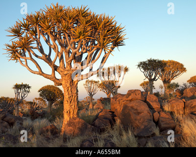 Quivertrees im goldenen frühen Morgenlicht in einem Wald nahe der südlichen Kalahari Stockfoto