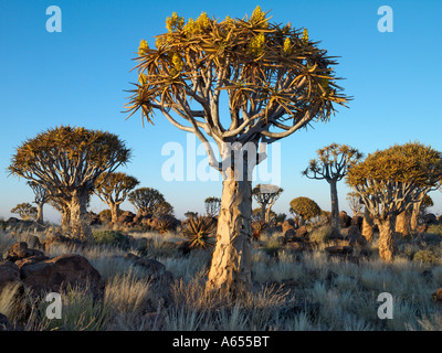 Quivertrees in einem Wald nahe der südlichen Kalahari Stockfoto