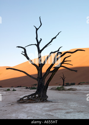 Sonnenaufgang am Dead Vlei ist eine alte Pfanne mit krassen schöne Skelette von Bäumen einige über 500 Jahre alt Stockfoto