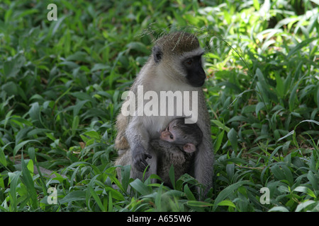 Mutter und Baby schwarz konfrontiert Vervet oder Green Monkey, das Gras auf der Masai Mara, Safari, Kenia, Afrika Stockfoto